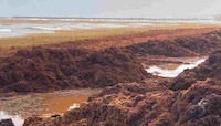 FOTOS: Sargazo 'se desborda’ en parques de Xcaret y otras playas de Quintana Roo