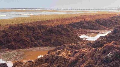 En los parques temáticos de Xcaret y Xel-ha se cerraron algunas áreas.