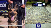 Perrito Orkan descubre media tonelada de mariguana en una empresa de Guanajuato