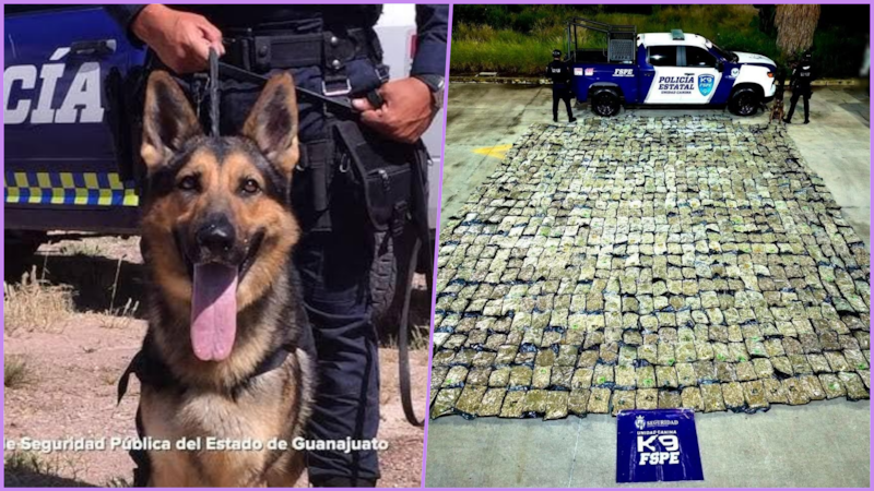 Perrito Orkan descubre media tonelada de mariguana en una empresa de Guanajuato