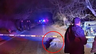 Un lagarto causó un accidente mortal en una carretera