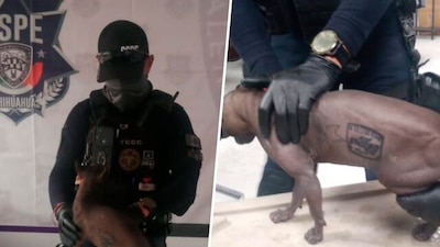 Ahora sí se pasaron, además el minino era de una especia exótica