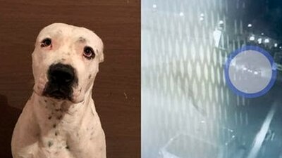 El abusador amarró al pitbull con un cinturón y lo arrastró por varias calles con su auto