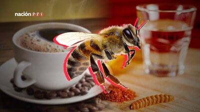 Cientos de productos y millones de pesos dependen de la polinización