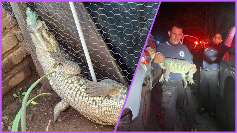 Autoridades de Jalisco aseguran a cocodrilo moreletti atorado en alambrado y dueño lo reclama