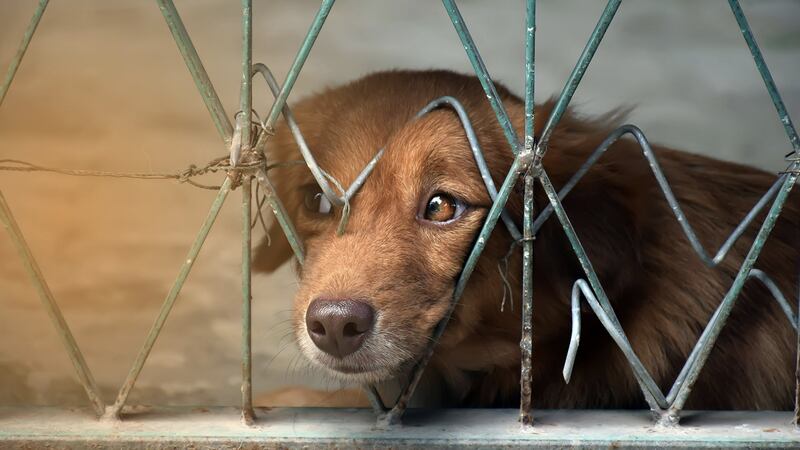 Proponen castigar el abandono animal con hasta 3 años de prisión en CDMX