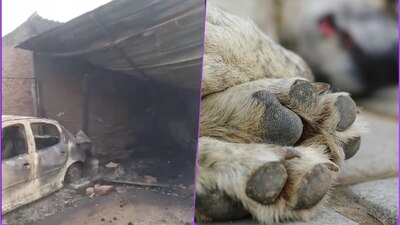 El refugio pudo prenderse por quema de basura