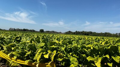 La empresa compra tabaco caro para darle ganancia a los jornaleros