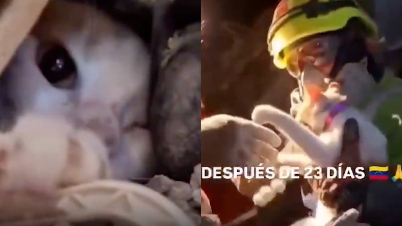 VIDEO: Así fue el emocionante rescate de una gatita, a casi un mes de los terremotos en Venezuela