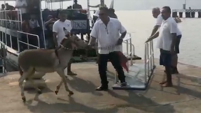 El equino lo tratan como atracción turística sin pensar en su bienestar, acusan en redes