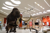 UNAM descubre nuevo linaje de mamut hallado en excavaciones en el AIFA