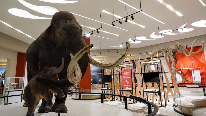 UNAM descubre nuevo linaje de mamut hallado en excavaciones en el AIFA
