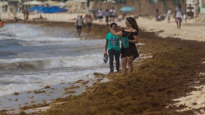 El sargazo que afecta las playas de Quintana Roo