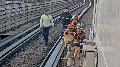 El 'peludito' estaba tranquilo al momento de ser rescatado