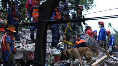 Uno de los perros que ayuda a salvar vidas de damnificados por el sismo