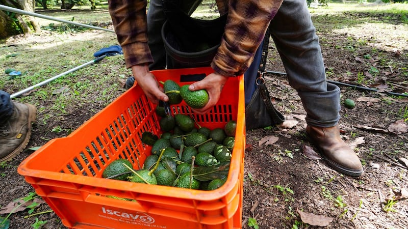 Gobierno protege producción del ‘Aguacate Franja Michoacán’ con declaratoria geográfica