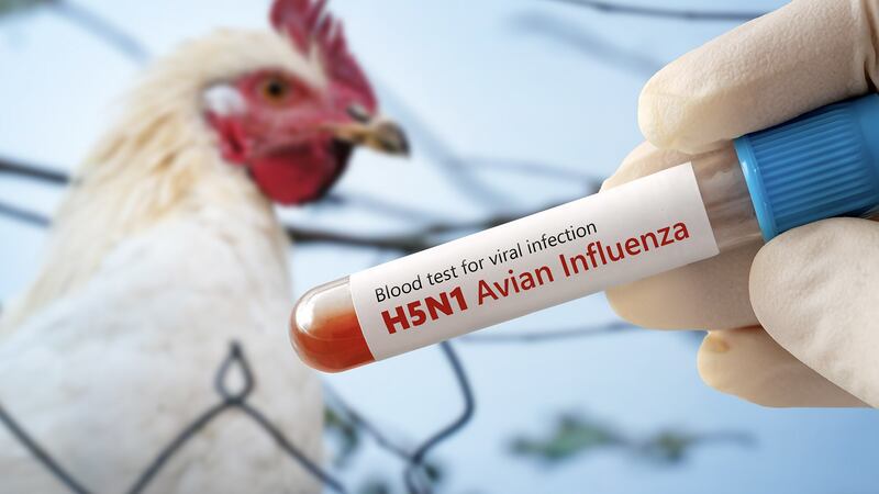 Confirman primer caso humano de influenza aviar A (H5N1) en México