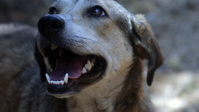 La compra de los aparatos tuvo la finalidad de evitar que los perros muerdan a personal de la CFE que trabaja en las calles