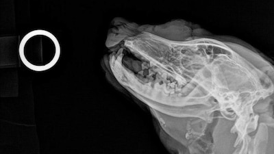 El 'lomito' fue herido de manera intencional por un cuete que le tronaron en el rostro