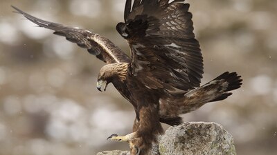 La activista recordó que en tan solo tres años y medio han muerto hasta 186 aves