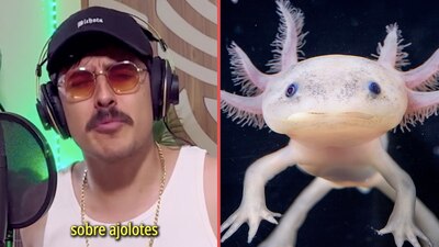 La canción habla sobre la capacidad que tiene el ajolote de regenerarse