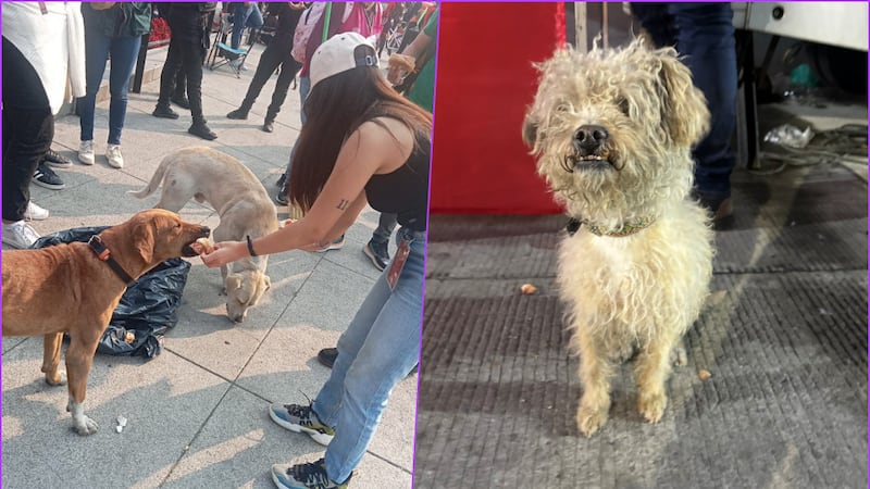 Agencia animal resguarda 11 perritos abandonados en la Basílica de Guadalupe