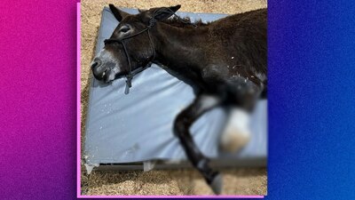 La organización presentará una denuncia por la agresión a la burrita