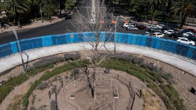 El ejemplar que actualmente está plantado, se encuentra vivo, reveló una autopsia la secretaria de Medio Ambiente