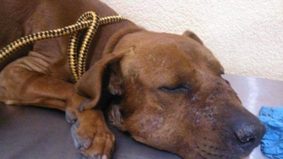 Si algunos son salvables serán puestos a disposición de un refugio, hogares temporales o adopción