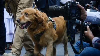 En la CDMX se preparan las Actas de Identidad de Mascotas