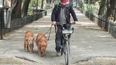 Medidas simples, como garantizar sombra, agua y evitar la exposición directa al sol, reduce significativamente los riesgos frente a las olas de calor