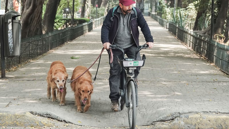 Cómo proteger a tus ‘michis’ y ‘lomitos’ ante las olas de calor: recomendaciones clave