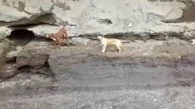 El rescate de los dos perritos atrapados en el socavón de Puebla se hará sin poner en riesgo a rescatitas, dijo el gobierno de Puebla