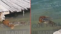 VIDEO: Captan a cocodrilo nadando con un perrito en el hocico en Sian Ka’an, Tulum