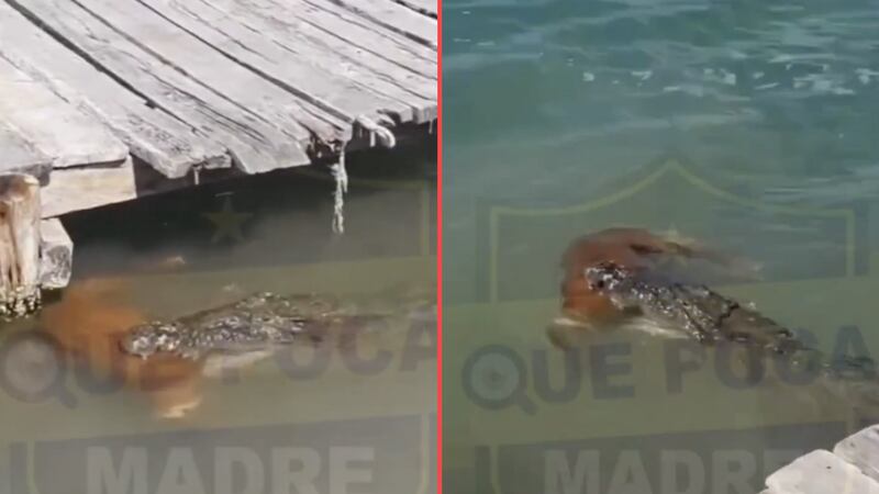 VIDEO: Captan a cocodrilo nadando con un perrito en el hocico en Sian Ka’an, Tulum