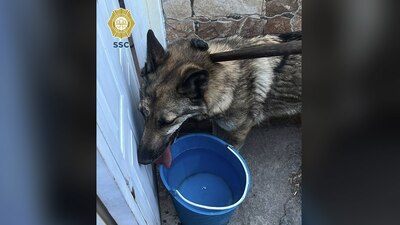 El animal fue rescatado sano y salvo