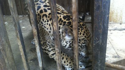 El menor se reporta estable tras el ataque del jaguar