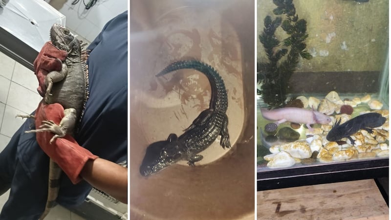 Aseguran 2 ajolotes, un cocodrilo, una iguana y droga en un operativo en la Venustiano Carranza
