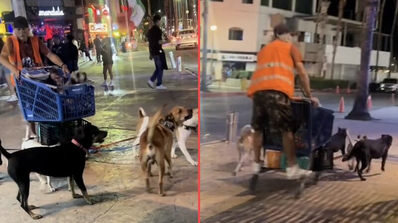 ¿‘Perrolfo’? Captan a hombre mayor en trineo de perros, en Los Cabos