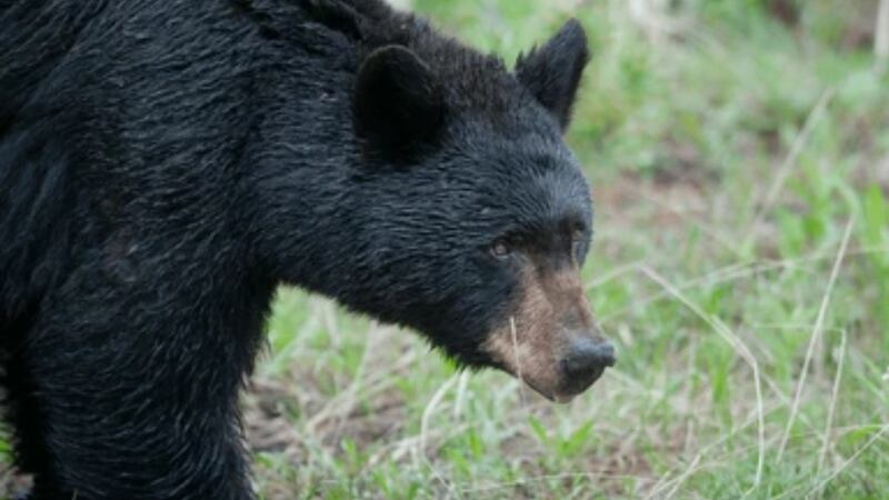 Oso devora a adulto mayor y su perro; sacrifican a 3 animales e indagan su culpabilidad