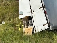 Monos de laboratorio escapan tras brutal accidente; podrían portar enfermedades