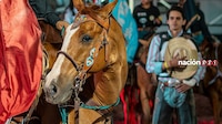 ¡Ya tenemos fecha! ¿Cuándo inicia la Feria del Caballo de Texcoco 2026?