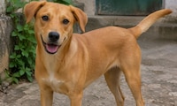 Declaran a ‘Caramelo’ como perrito de raza 100% mexicana