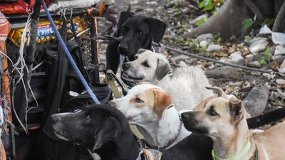 Los perros podían pasar al lugar e ingresar al área de lixiviados a la que se acercaban a beber del agua contaminada.