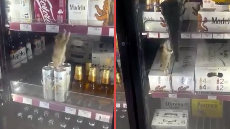 VIDEO: Captan a una rata dentro de un refrigerador de OXXO en Zapopan