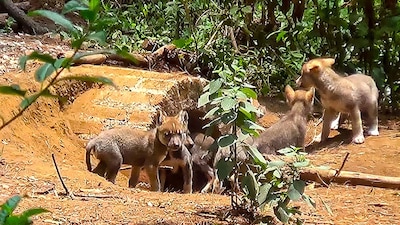 Los lobatos tienen aproximadamente dos meses de edad