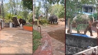 VIDEO: Elefante se descontrola y ataca a conductor de camión en India