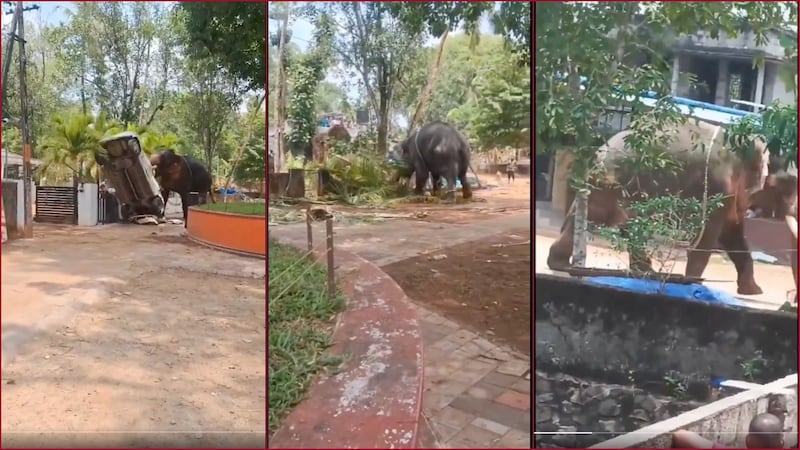 VIDEO: Elefante se descontrola y ataca a conductor de camión en India