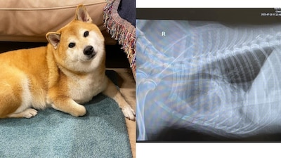 'Cheems' fue un ícono de Internet. Lamentablemente, tuvo algunos problemas de salud