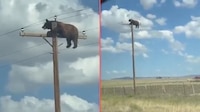 VIDEO: oso queda atrapado en la punta de un poste de luz en Nuevo México